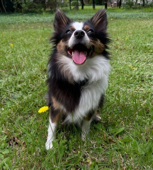 Hazel